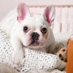 French Bulldog Playtime Quiz