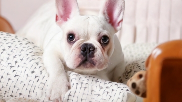 French Bulldog Playtime Quiz