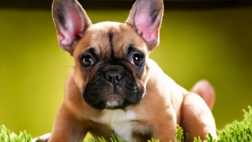 French Bulldog Puppy Care