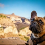 French Bulldog Travel Quiz