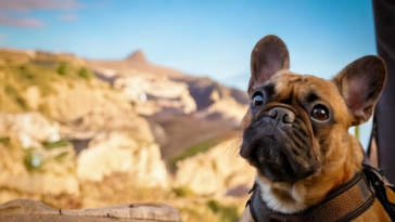 French Bulldog Travel Quiz