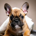 French Bulldogs Puppy Care