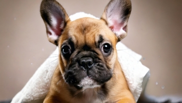 French Bulldogs Puppy Care