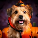 funny dog costumes for Halloween