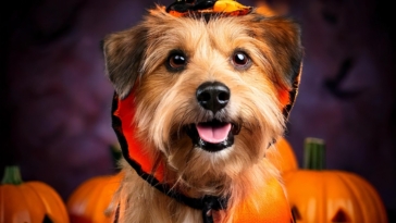 funny dog costumes for Halloween