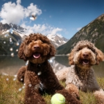 Games for Lagotto Romagnolo