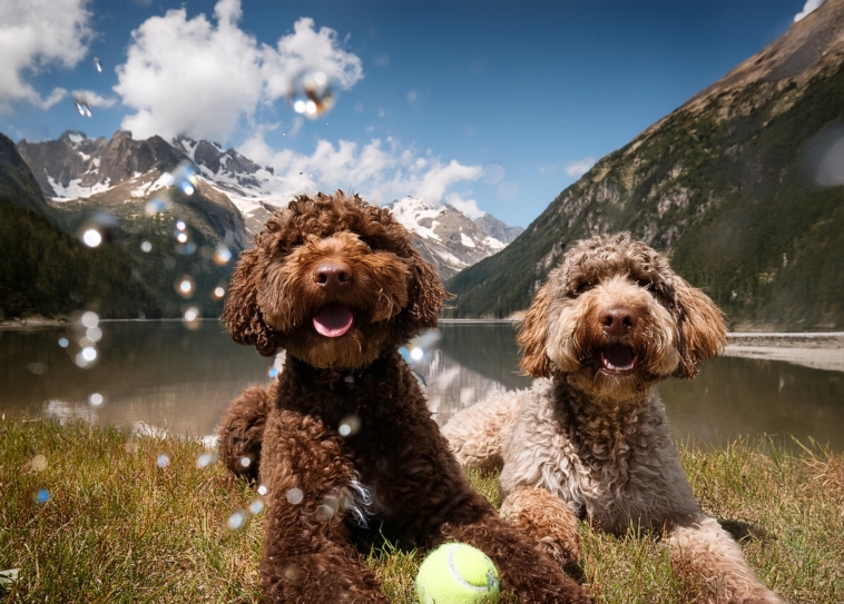 Games for Lagotto Romagnolo