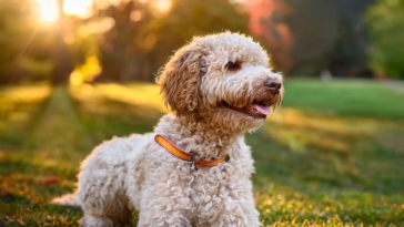 Lagotto Romagnolo as Your Family Pet