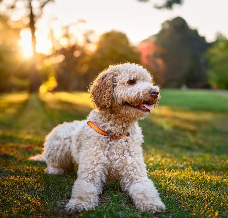 Lagotto Romagnolo as Your Family Pet