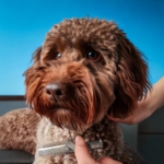 Grooming Your Lagotto Romagnolo