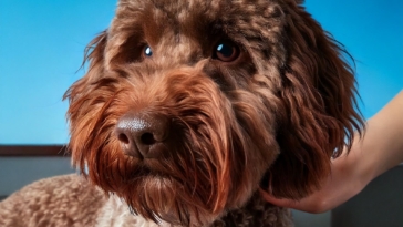 Grooming Your Lagotto Romagnolo