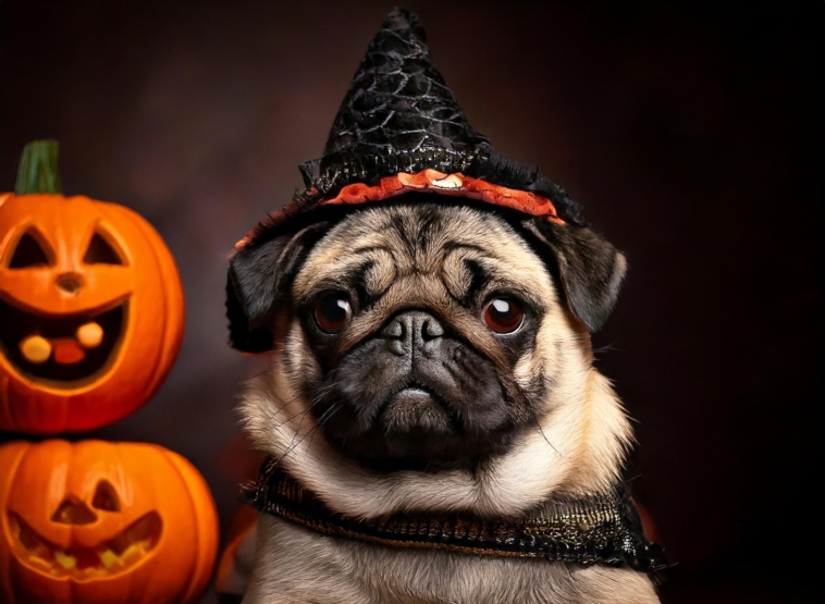 halloween pug fashion