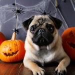 Halloween Tips for Pug