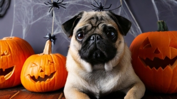 Halloween Tips for Pug