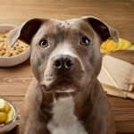 healthy diet plan for pitbull