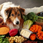 Healthy food for Dogs