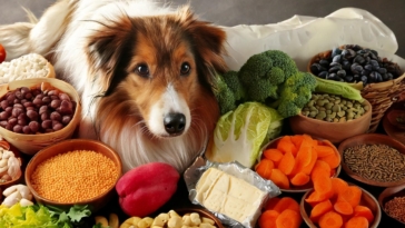 Healthy food for Dogs