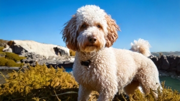 Heritage and Legacy of the Lagotto Romagnolo