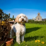 Historical Highlights of the Lagotto Romagnolo