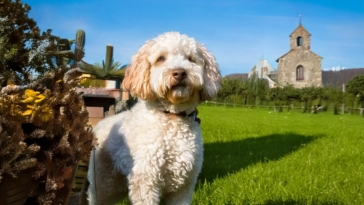 Historical Highlights of the Lagotto Romagnolo