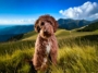 Historical Overview of the Lagotto Romagnolo