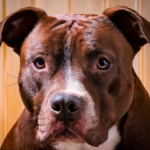 Historical Uses of Pit Bulls Quiz