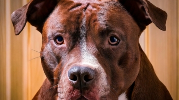 Historical Uses of Pit Bulls Quiz