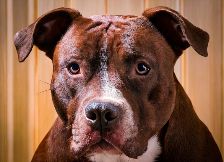 Historical Uses of Pit Bulls Quiz