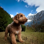 History of the Lagotto Romagnolo