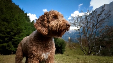 History of the Lagotto Romagnolo