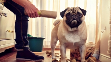 Housebreaking Your Pug