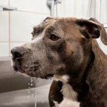 How Often to Bath a Pitbull