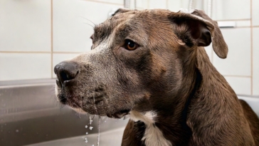 How Often to Bath a Pitbull