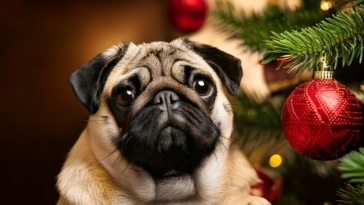 How to Choose the Perfect Pug Christmas Ornament for Your Tree