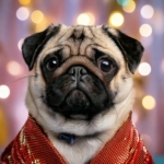 How to Dress Your Pug in Celebrity-Inspired Outfits