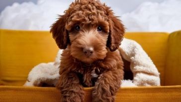 Lagotto Puppy Care