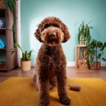 Lagotto Romagnolo at Home