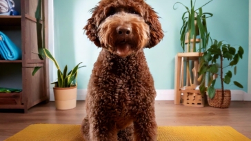 Lagotto Romagnolo at Home