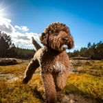 Lagotto Romagnolo Behavior