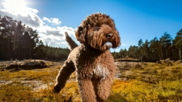 Lagotto Romagnolo Behavior