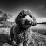 Lagotto Romagnolo history