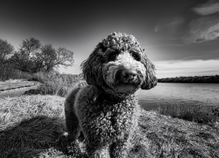 Lagotto Romagnolo history