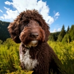 Lagotto Romagnolo Hunting Dog