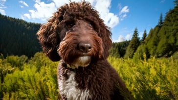 Lagotto Romagnolo Hunting Dog