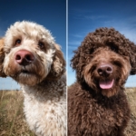 Lagotto Romagnolo hypoallergenic breeds