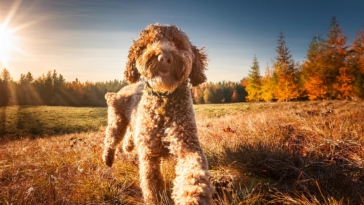 Lagotto Romagnolo training myths