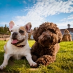 Lagotto Romagnolo vs French Bulldog