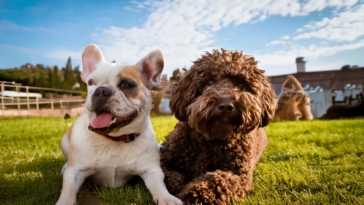 Lagotto Romagnolo vs French Bulldog