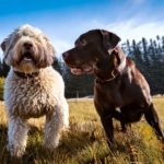 Lagotto Romagnolo vs Pit bull