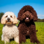 Lagotto Romagnolo vs Poodle